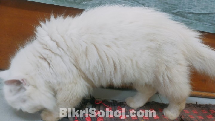 Persian Female/ Male Cat (Pair)